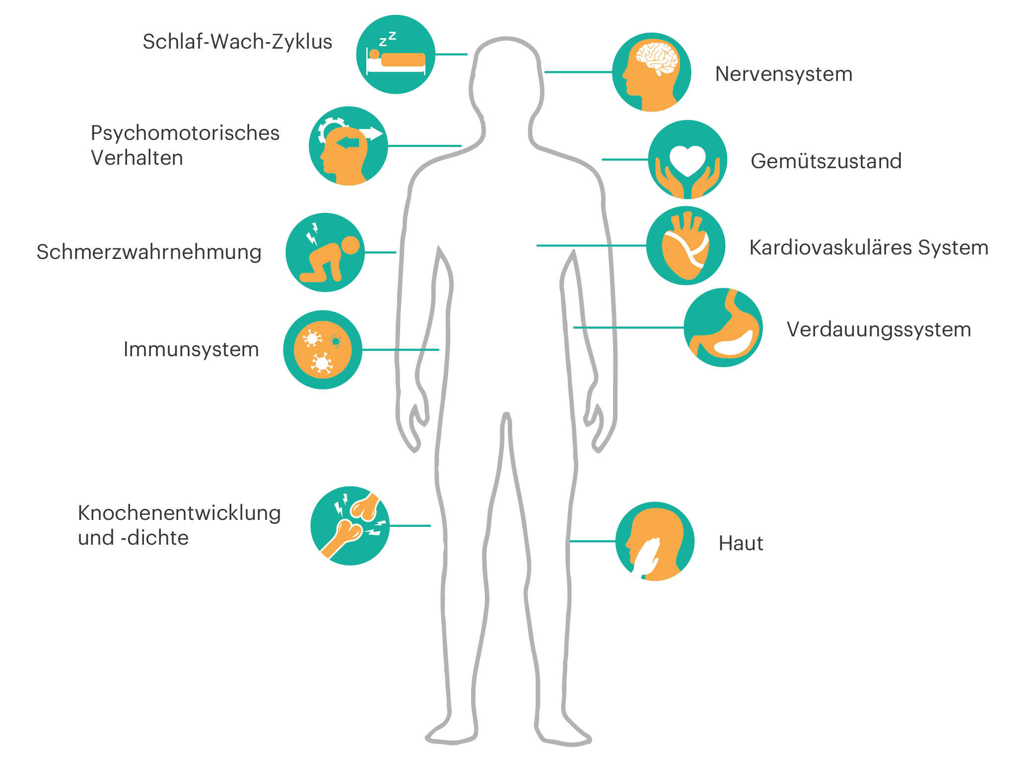 Endcannabinoidsystem