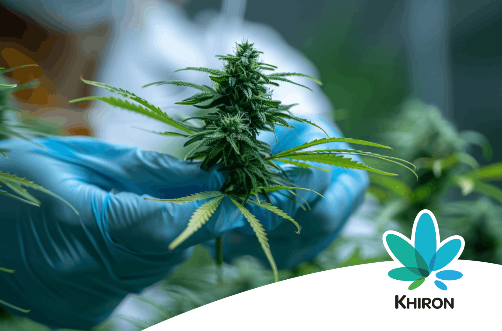 Antworten auf die Frage, was medizinisches Cannabis ist