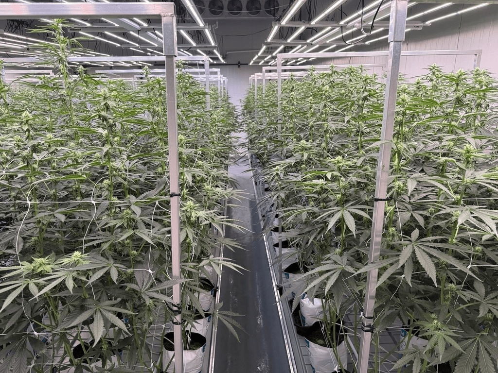 Medizinalcannabis Indoor Grow