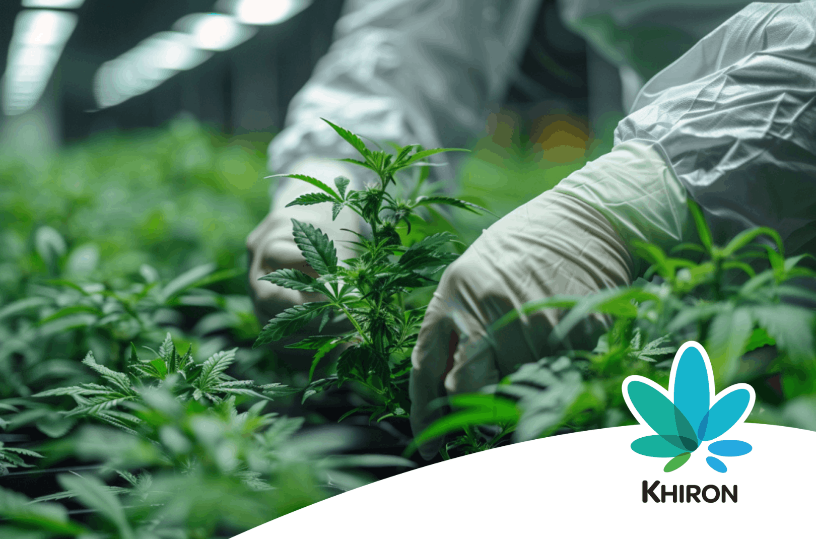 Cannabis Indoor Anbau