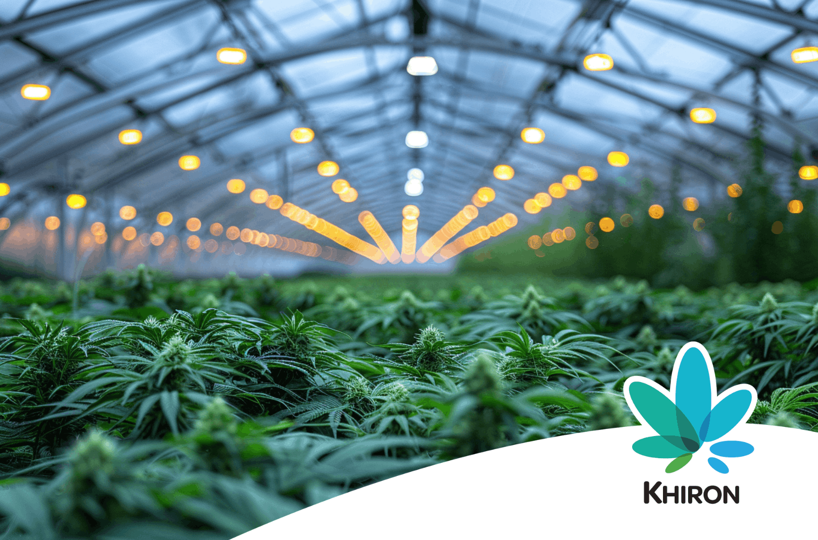 Cannabis im Gewächshaus