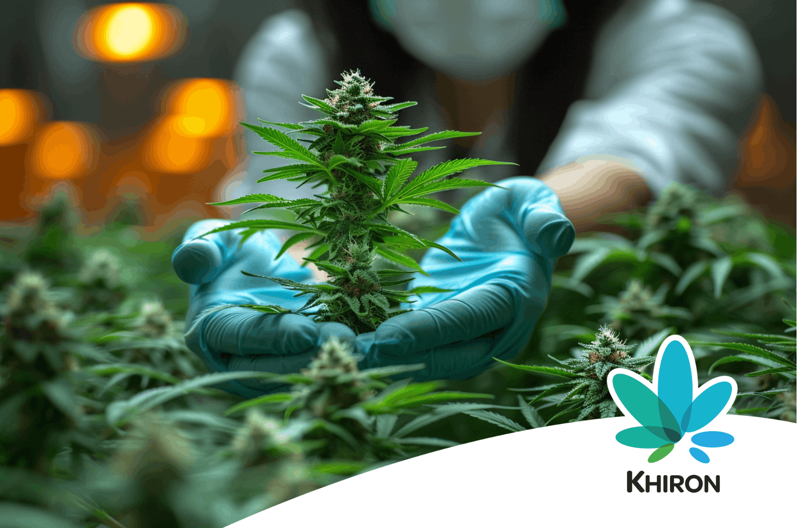 Craft Indoor Cannabis