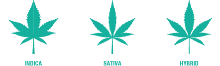 Unterschied Indica Sativa Hybrid